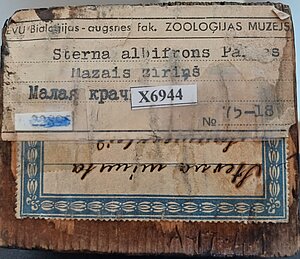 Etiķetes uz mazā zīriņa izbāzeņa pamatnes. Foto: Madara Smeltere-Molla.