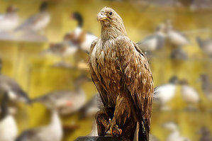 Fotogrāfijas autors: Aivars Petriņš