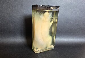Eirāzijas vāvere (Sciurus vulgaris), 1991. gads,  albīns. Foto: LU Muzeja krājums