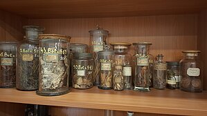 Botānikas katedras mācību materiālu apakškolekcija un Adustoporia sinuosa (Fr.) paraugs ekspozīcijā. 