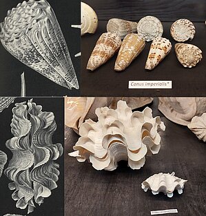 Gliemji. Augšā-Conus imperialis, apakšā-Tridacna squamosa