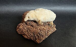 Eiropas kurmis (Talpa europaea), Latvija, Rucava, 1999. gads, albīns. Foto: LU Muzeja krājums