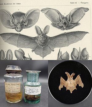 Garausainais sikspārnis (Plecotus auritus)Augšā pa labi un apakšā