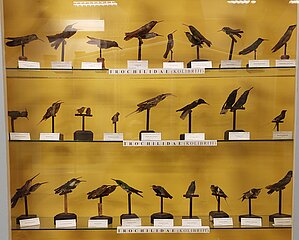 Kolibri dzimta (Trochilidae)