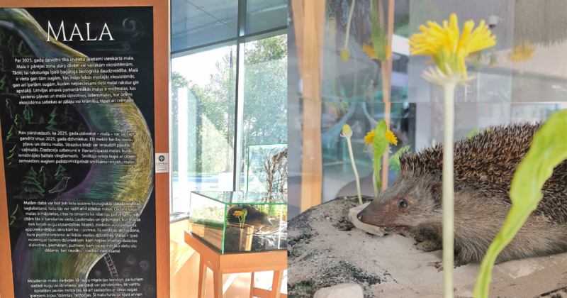 Mala: gada dzīvnieki gada dzīvotnē