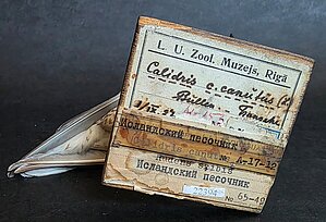 Etiķete un izbāzeņa. Foto: LU Muzeja krājums