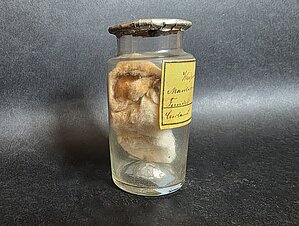 Eiropas kurmja ādiņa (Talpa europaea), Latvija, Kurzeme, 1861. gads, albīns. Foto: LU Muzeja krājums