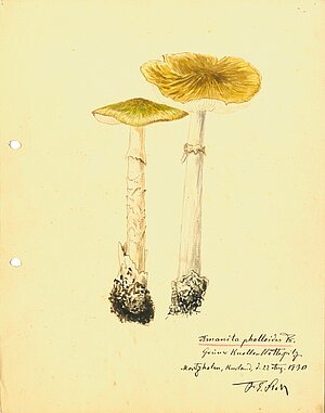 Zaļās mušmires Amanita phalloides akvarelis. Autors: F. E. Štolls, 1930. gada 22. augusts. LU Muzeja krājums