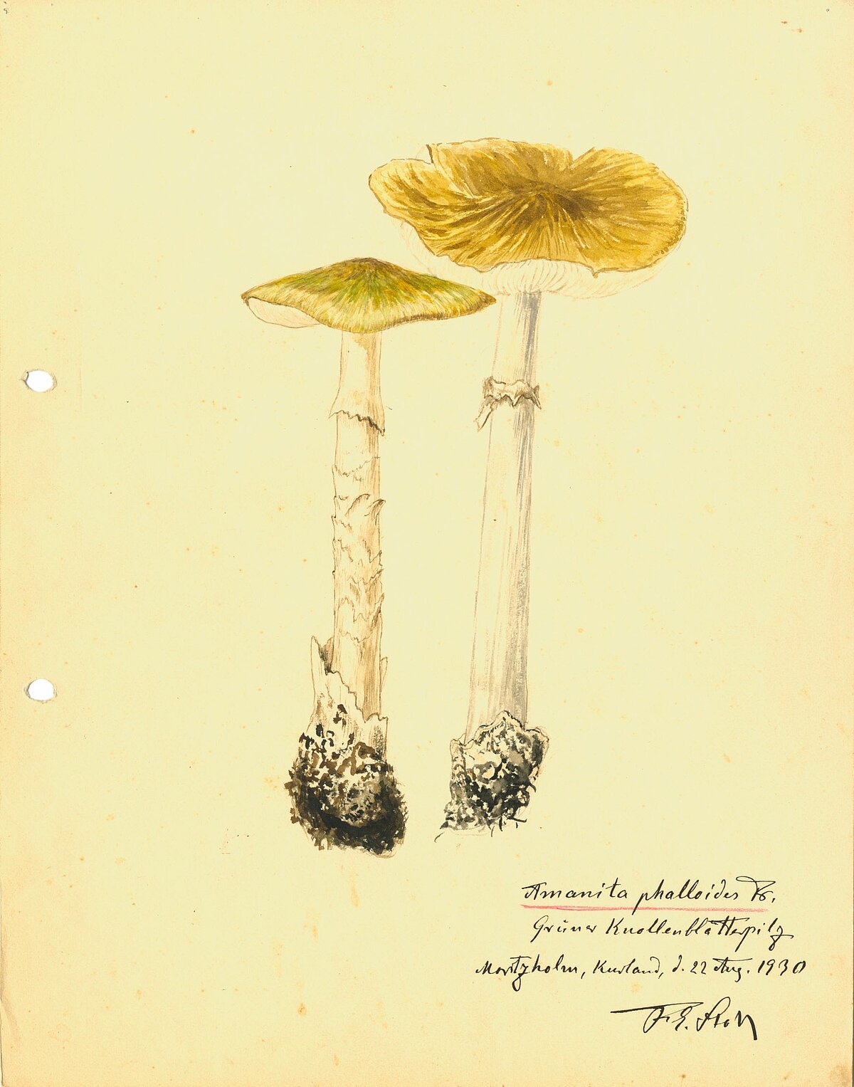 Zaļās mušmires Amanita phalloides akvarelis. Autors: F. E. Štolls, 1930. gada 22. augusts. LU Muzeja krājums