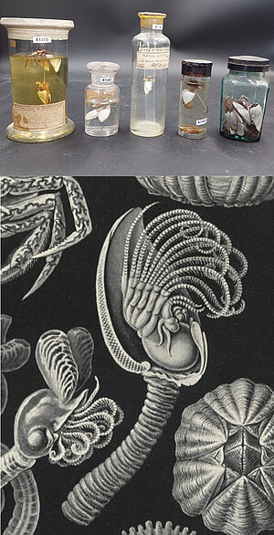 Jūraspīlīte (Lepas anatifera)