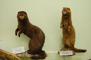 Eiropas ūdele (pa labi). Foto: Madara Smeltere-Molla