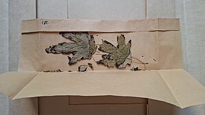 Parazītiskās sēnes paraugs uz auga lapām no E.Vimbas herbārija. Foto: LU Muzeja krājums 21.10.2025