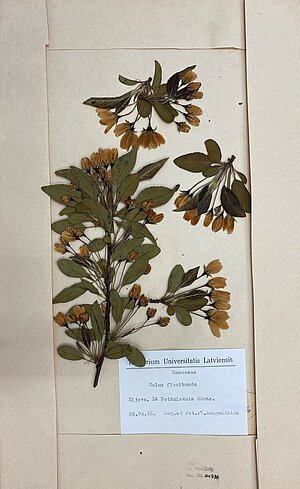 "Malus floribunda" herbārijs. Ievācis V. Langenfelds Kijevā Zinātņu akadēmijas Botāniskajā dārzā 1966. gada 28. aprīlī. LU Muzeja krājums 
