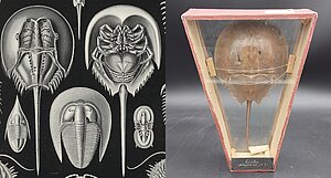 Zobenaste (Limulus polyphemus)