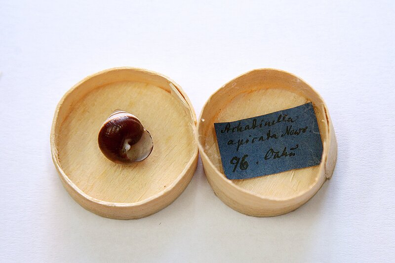 LU SIMTGADES ATKLĀJUMS. Unikāli un vērtīgi gliemežu paraugi LU Muzejā