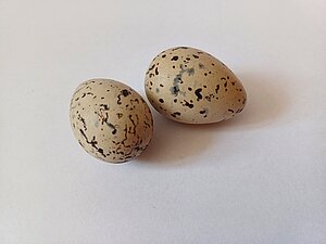 Mazā zīriņa olas. Ievācis Ievācis un sagatavojis Jānis Zaikovs 1927. g. Sāmsalā. Foto: Madara Smeltere-Molla.