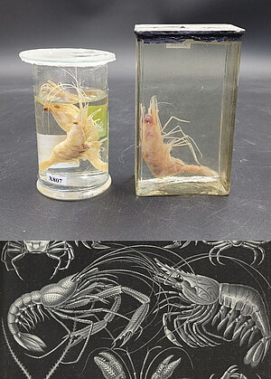 Garnele (Palaemon serratus)