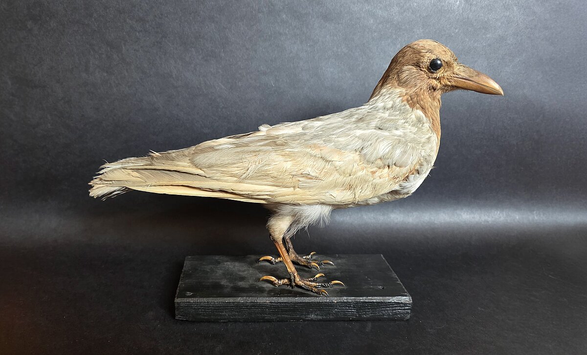 Pelēkā vārna (Corvus corone), pirms 1940. gadam, no Kurzemes provinces muzeja, ar leikismu. Foto: LU Muzeja krājums Pelēkā vārna (Corvus corone), pirms 1940. gadam, no Kurzemes provinces muzeja, ar leikismu. Foto: LU Muzeja krājums