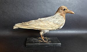 Pelēkā vārna (Corvus corone), pirms 1940. gadam, no Kurzemes provinces muzeja, ar leikismu. Foto: LU Muzeja krājums