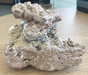 Tas pats devona vecuma marmorveida gliemeždolomīts no cita rakursa, kur izteiksmīga nevienmērīgā ieža tekstūra, arī sīkāki kalcīta kristāli dobumos, pārakmeņojumi. Foto: V. Hodireva