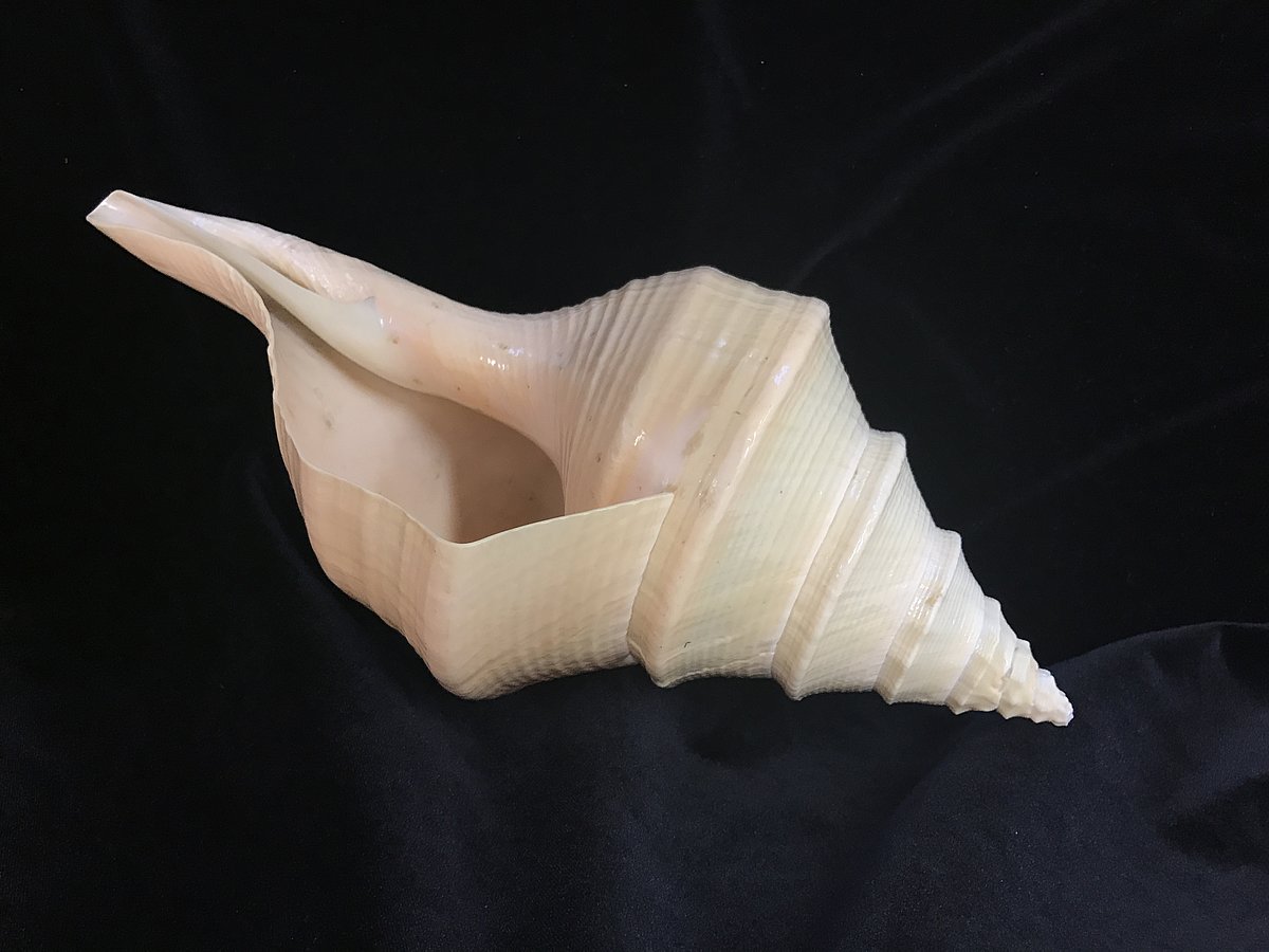 Milzu sīrinks Syrinx aruanus