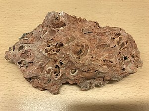 Analoga Saulkalnes sārtā marmorveida gliemeždolomīta paraugs no Vecrīgā sagrautas viduslaiku celtnes pagrabtelpām blakus Mulngalvju namam. LUM dāvinājis R.Vecums-Veko 2018. gadā. Foto: V. Hodireva