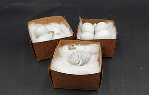 Mājas strazdu olas no A. Zaikova kolekcijas. Foto: LU Muzeja krājums