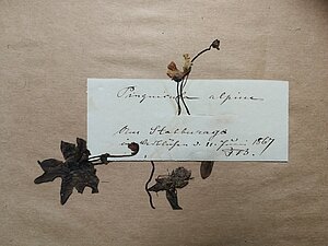 Senākais Latvijā ievāktais Pinguicula alpina herbārija eksemplārs. Ievākts Staburagā, 11.06.1867. Kolektors F. B.. Herbarium Latvicum