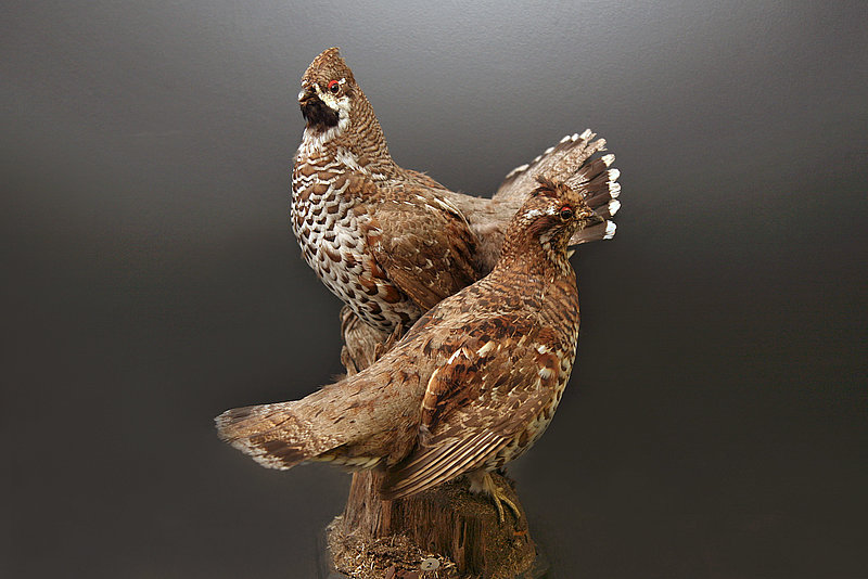 MĒNEŠA PRIEKŠMETS. Mežirbes izbāzeņu pāris