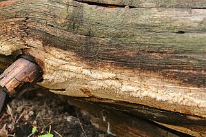 Adustoporia sinuosa (Fr.) uz kritalas stumbra. Foto: Svetlana Ņesterova (Светлана Нестерова) 