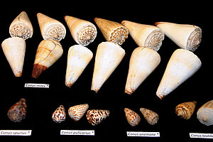 Konusgliemeži Conus no Ā. Butuļa kolekcijas.