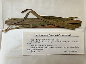 Entylamella paraugs “Fungi latvici exiccati” 10. sējumā. BOT16891
