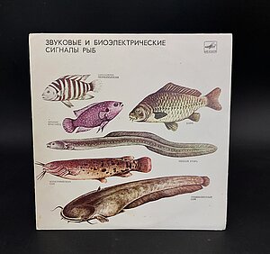 Skaņuplate “Zivju skaņas un bioelektriskie signāli”. LU Muzeja krājums: ZOO2161/1-2
