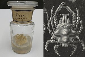 Vēžveidīgais (Lissa chiragra)