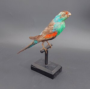 Paradīzes papagailis - Psephotellus pulcherrimus. Izbāzenis: no LU Muzeja krājuma.