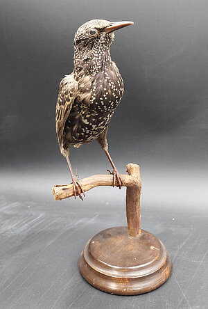 1886. g. mājas strazda izbāzenis. Foto: LU Muzeja krājums