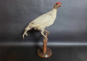 Rubenis (Tetrao tetrix), No Kurzems provinces muzeja, 1879, gads, albīns. Foto: LU Muzeja krājums