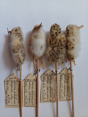 Mazā zīriņa mazuļu ādiņas. Ievācis un sagatavojis Juris Rūte 1970. g. Carnikavā. Foto: Madara Smeltere-Molla.