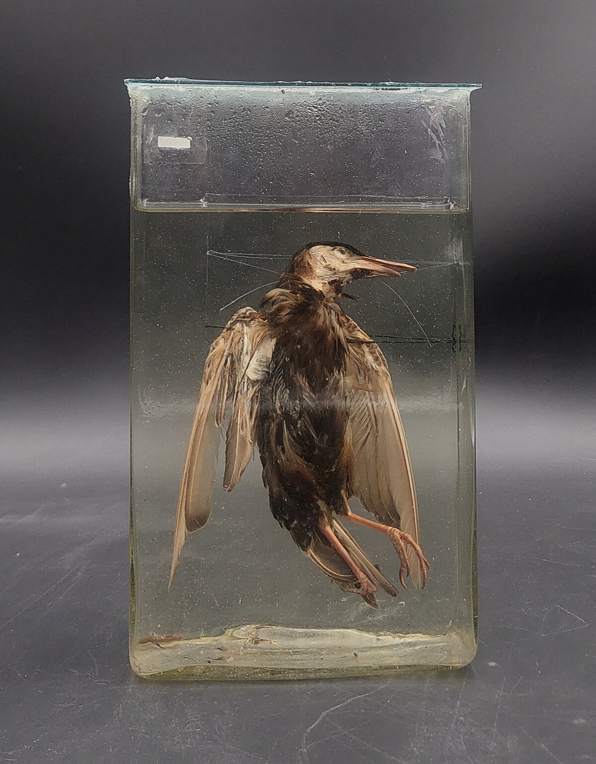 Mājas strazds ar neparastu knābi. Ievācējs un datējums nav zināmi. Foto: LU Muzeja krājums