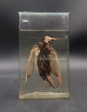 Mājas strazds ar neparastu knābi. Ievācējs un datējums nav zināmi. Foto: LU Muzeja krājums