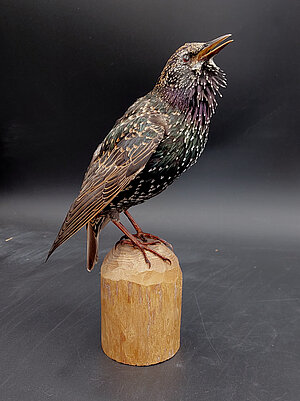 2000. g, mājas strazda izbāzenis. Foto: LU Muzeja krājums