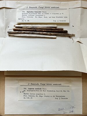 Diplodina smarodsii paraugs “Fungi latvici exiccati” 16. sējumā. BOT16897