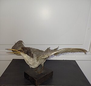 Mazā zīriņa izbāzenis. Foto: Madara Smeltere-Molla.