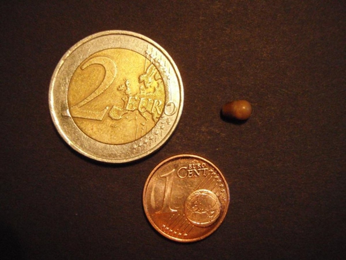  Brūns veidojums ar iežmaugu. LU Muzeja krājums, R. Kampes kolekcija. (Monētas mērogam.)