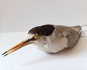 Mazā zīriņa mātītes ādiņa. Ievācis un sagatavojis Haralds Loudons 1912. g. Igaunijā. Foto: Madara Smeltere-Molla.