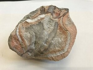 Kvarca konkrēcija dolomītā ar minerālveidojošā šķīduma pievadkanālu. Dolomīta atradne Lauce, Aizkraukles novads V. Hodireva 2022. Foto: V. Hodireva