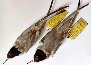 Mazā zīriņa mātītes un tēviņa ādiņas. Ievācis un sagatavojis Haralds Loudons 1912. g. Igaunijā. Foto: Madara Smeltere-Molla.