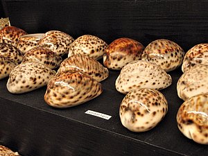 Bagātīgi pārstāvēta porcelāngliemežu dzimta CYPRAEIDAE LU Muzeja ekspozīcijā. Foto: M. Rudzīte