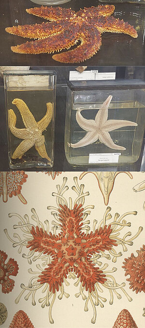 Jūraszvaigzne (Asterias rubens)