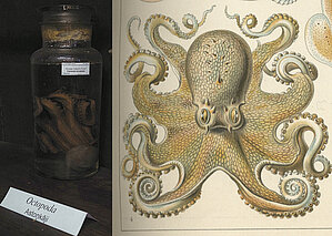 Parastais astoņkājis (Octopus vulgaris)